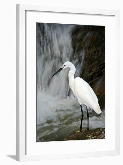 White Bird with Waterfall. Heron in the River. Bird in the Rock Habitat with Water. Wildlife Scene-Ondrej Prosicky-Framed Photographic Print