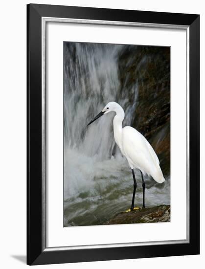 White Bird with Waterfall. Heron in the River. Bird in the Rock Habitat with Water. Wildlife Scene-Ondrej Prosicky-Framed Photographic Print