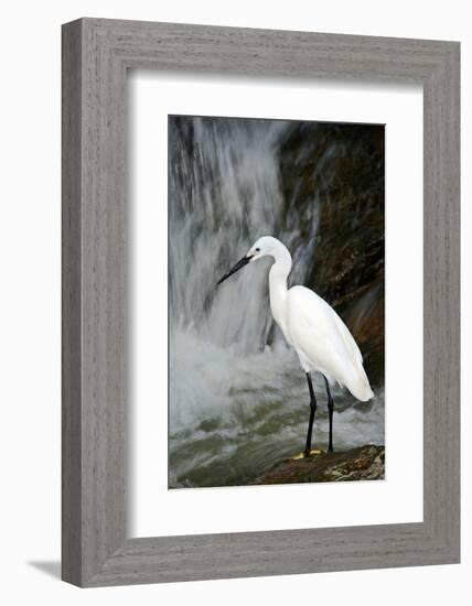 White Bird with Waterfall. Heron in the River. Bird in the Rock Habitat with Water. Wildlife Scene-Ondrej Prosicky-Framed Photographic Print