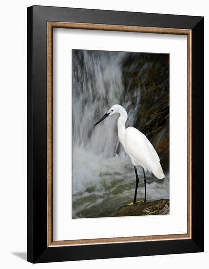 White Bird with Waterfall. Heron in the River. Bird in the Rock Habitat with Water. Wildlife Scene-Ondrej Prosicky-Framed Photographic Print