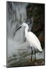 White Bird with Waterfall. Heron in the River. Bird in the Rock Habitat with Water. Wildlife Scene-Ondrej Prosicky-Mounted Photographic Print