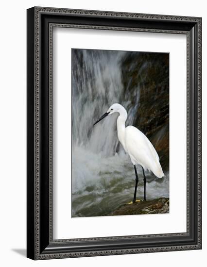 White Bird with Waterfall. Heron in the River. Bird in the Rock Habitat with Water. Wildlife Scene-Ondrej Prosicky-Framed Photographic Print