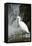 White Bird with Waterfall. Heron in the River. Bird in the Rock Habitat with Water. Wildlife Scene-Ondrej Prosicky-Framed Premier Image Canvas