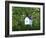 White Birdhouse-Anna Miller-Framed Photographic Print