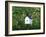 White Birdhouse-Anna Miller-Framed Photographic Print