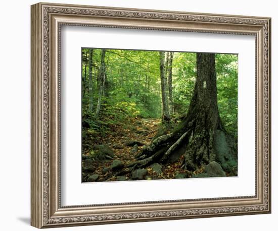 White Blaze Marks Appalachian Trail, White Mountains, New Hampshire, USA-Jerry & Marcy Monkman-Framed Photographic Print