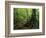 White Blaze Marks Appalachian Trail, White Mountains, New Hampshire, USA-Jerry & Marcy Monkman-Framed Photographic Print