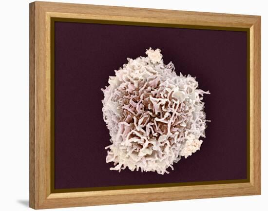 White Blood Cell, SEM-Steve Gschmeissner-Framed Premier Image Canvas