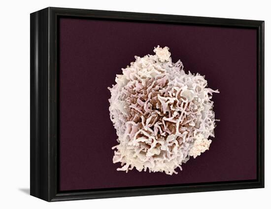 White Blood Cell, SEM-Steve Gschmeissner-Framed Premier Image Canvas