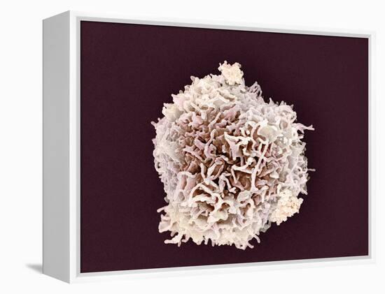 White Blood Cell, SEM-Steve Gschmeissner-Framed Premier Image Canvas