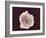 White Blood Cell, SEM-Steve Gschmeissner-Framed Photographic Print