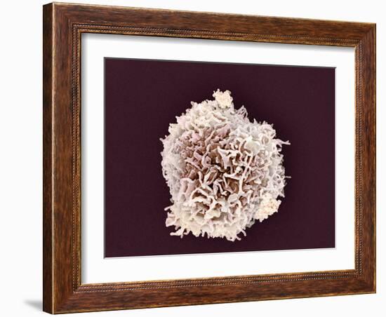 White Blood Cell, SEM-Steve Gschmeissner-Framed Photographic Print