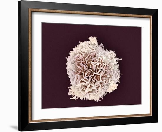 White Blood Cell, SEM-Steve Gschmeissner-Framed Photographic Print