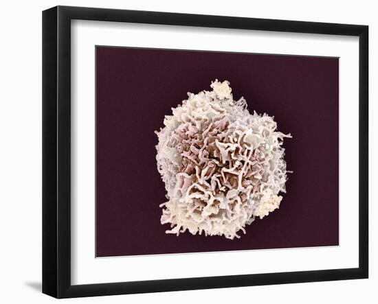 White Blood Cell, SEM-Steve Gschmeissner-Framed Photographic Print