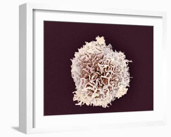 White Blood Cell, SEM-Steve Gschmeissner-Framed Photographic Print