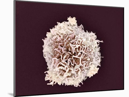 White Blood Cell, SEM-Steve Gschmeissner-Mounted Photographic Print