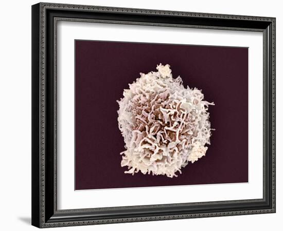 White Blood Cell, SEM-Steve Gschmeissner-Framed Photographic Print