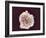 White Blood Cell, SEM-Steve Gschmeissner-Framed Photographic Print