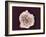 White Blood Cell, SEM-Steve Gschmeissner-Framed Photographic Print