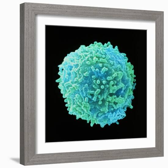 White Blood Cell-Steve Gschmeissner-Framed Premium Photographic Print