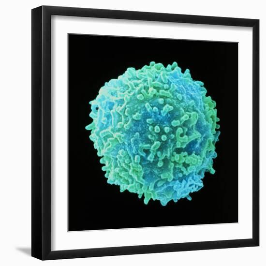 White Blood Cell-Steve Gschmeissner-Framed Premium Photographic Print