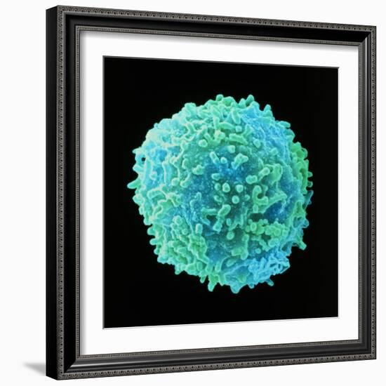 White Blood Cell-Steve Gschmeissner-Framed Premium Photographic Print