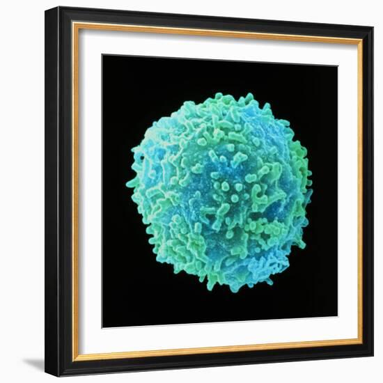 White Blood Cell-Steve Gschmeissner-Framed Premium Photographic Print