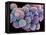 White Blood Cells And Platelets-Steve Gschmeissner-Framed Premier Image Canvas