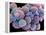 White Blood Cells And Platelets-Steve Gschmeissner-Framed Premier Image Canvas