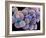 White Blood Cells And Platelets-Steve Gschmeissner-Framed Photographic Print