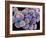 White Blood Cells And Platelets-Steve Gschmeissner-Framed Photographic Print