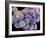 White Blood Cells And Platelets-Steve Gschmeissner-Framed Photographic Print