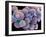 White Blood Cells And Platelets-Steve Gschmeissner-Framed Photographic Print