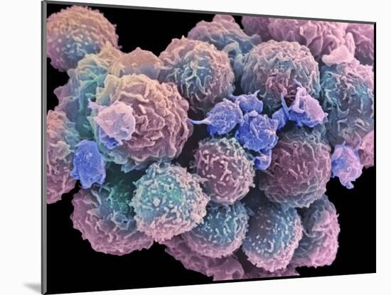 White Blood Cells And Platelets-Steve Gschmeissner-Mounted Photographic Print