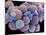 White Blood Cells And Platelets-Steve Gschmeissner-Mounted Photographic Print