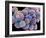 White Blood Cells And Platelets-Steve Gschmeissner-Framed Photographic Print