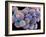 White Blood Cells And Platelets-Steve Gschmeissner-Framed Photographic Print