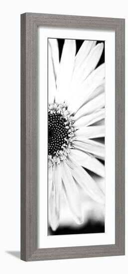 White Bloom I-Susan Bryant-Framed Photographic Print