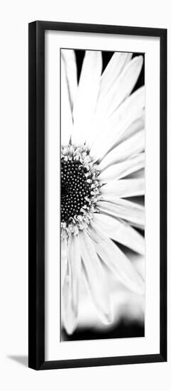 White Bloom I-Susan Bryant-Framed Photographic Print