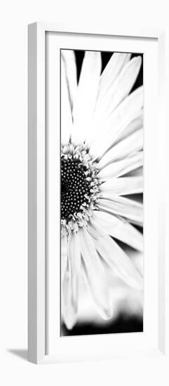 White Bloom I-Susan Bryant-Framed Photographic Print