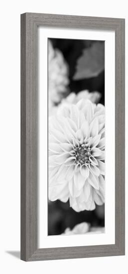 White Bloom II-Susan Bryant-Framed Photographic Print