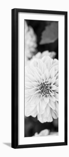 White Bloom II-Susan Bryant-Framed Photographic Print