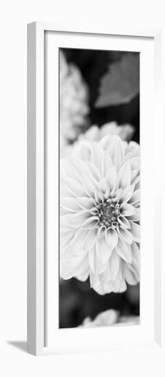 White Bloom II-Susan Bryant-Framed Photographic Print