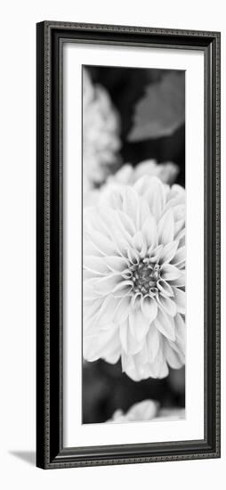 White Bloom II-Susan Bryant-Framed Photographic Print