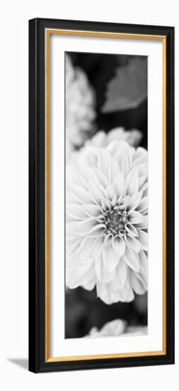 White Bloom II-Susan Bryant-Framed Photographic Print