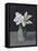 White Blooms-Pamela Munger-Framed Stretched Canvas