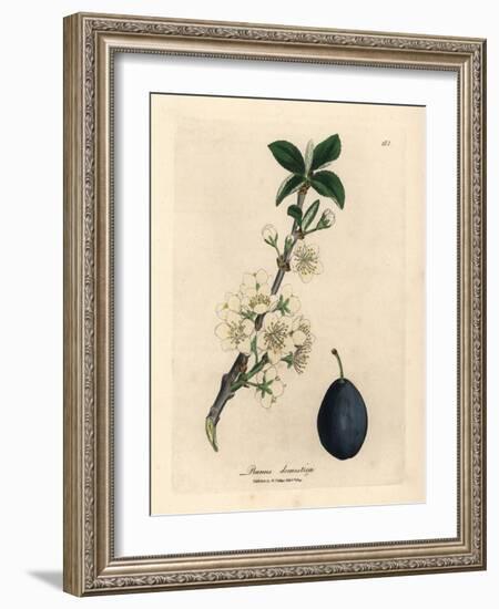White Blossom and Fruit of the Plum or Prune Tree, Prunus Domestica-James Sowerby-Framed Giclee Print
