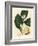 White Blossom and Ripe Fruit Segment of the Lemon Tree, Citrus Medica-James Sowerby-Framed Giclee Print