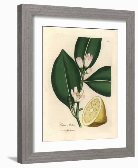 White Blossom and Ripe Fruit Segment of the Lemon Tree, Citrus Medica-James Sowerby-Framed Giclee Print