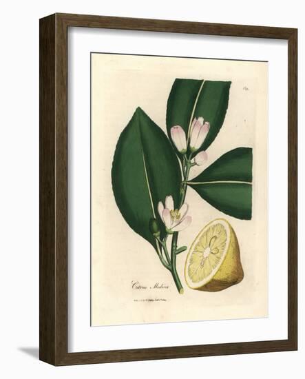 White Blossom and Ripe Fruit Segment of the Lemon Tree, Citrus Medica-James Sowerby-Framed Giclee Print